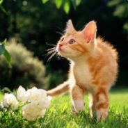 乀零度灬残逝厶