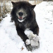 MrWolf avatar