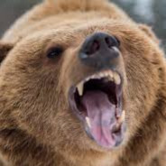 BigBearGrizzly