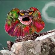 The lizard