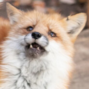 FrostyFox