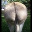 Donkey&#039;s ass!