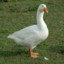 Goose