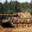 witarak_3