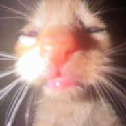 ham