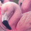 Flamingo Tunnilgo