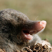 Blind mole digs a hole