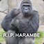 Dicks_Out_For_Harambe_gg