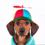sillydog