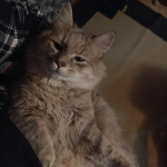 Kukuruz