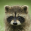 RunawayRaccoon