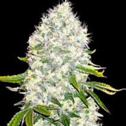 WhiteWidow