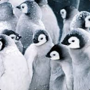 Penguin Lord