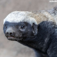 tactical assault skunk avatar