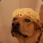 Spaghetti Dog