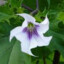 Datura Stramonium