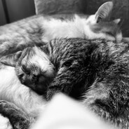 a(void)ant attachment