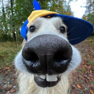 ... - steam id 76561198819756033