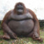 Fat Monke