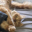 leroy