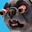 Slightly suprised dog