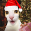 Marry Christmes Cat