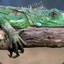 massiguana