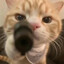 橙猫猫