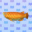 Arowana Grande