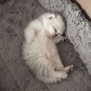 MAGOMED SIL'NIY PACIK - steam id 76561199467175188