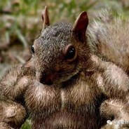 狂妄のガッキー