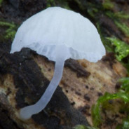 Lil-Fungi