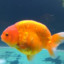 Ranchu