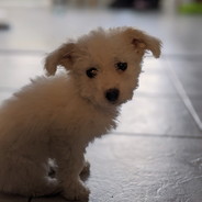 tufi