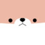 Der dicke Shiba