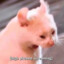 BUBBAHSLEFTNUT