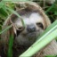 TheSloth