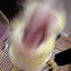 DA