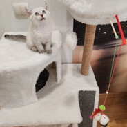 Стальная рыба