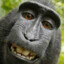 Macaquinho