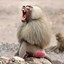 MR. Baboons