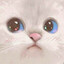 bee cat