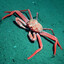 crustacean