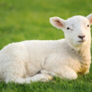 lamb