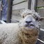 i love sheep