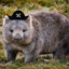 Captain Wombat