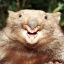 Wombat