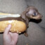 Dog Hots