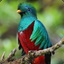 Quetzal