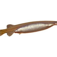 Candiru